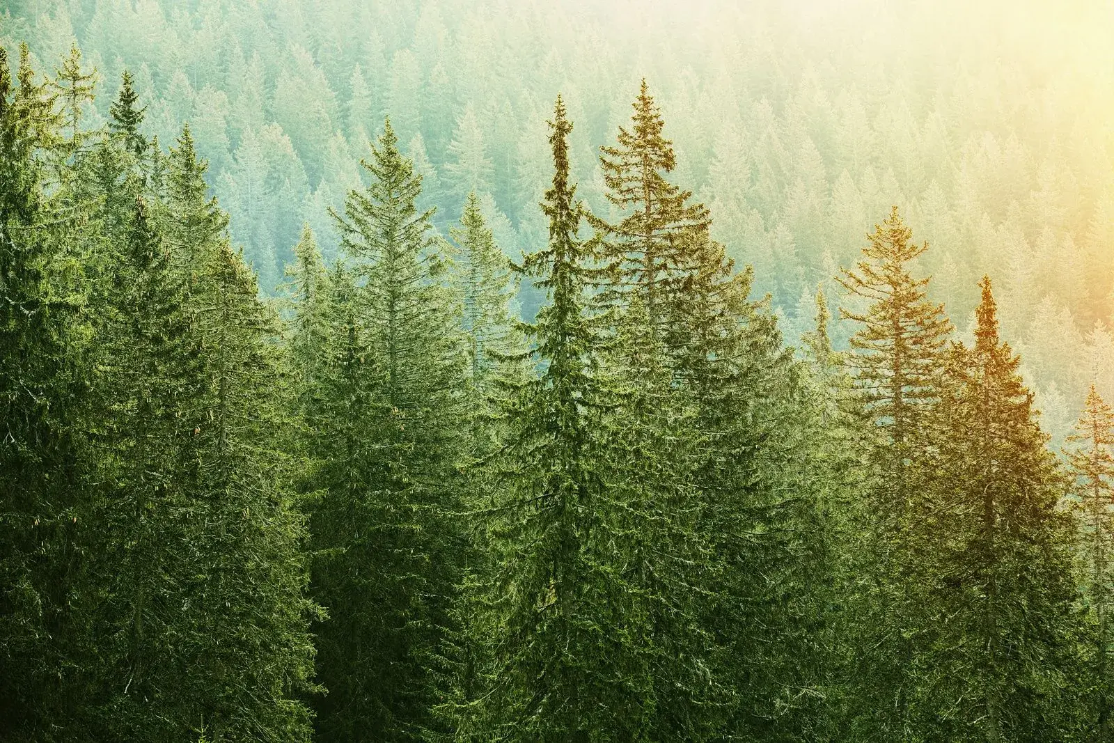 Northern Forest Group conservation efforts